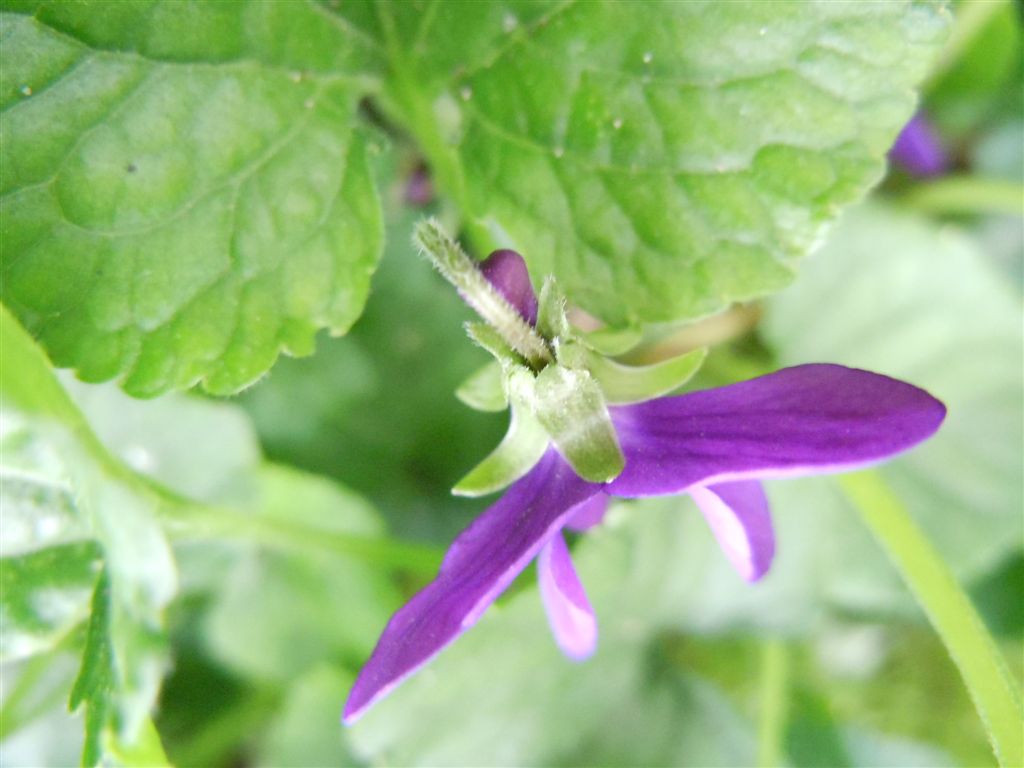 Viola odorata?